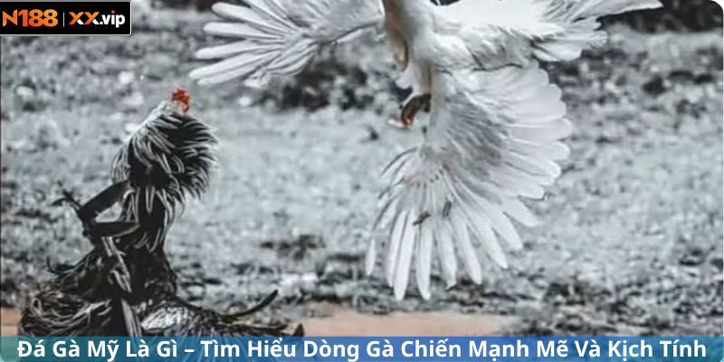 Đá Gà Mỹ Là Gì – Tìm Hiểu Dòng Gà Chiến Mạnh Mẽ Và Kịch Tính