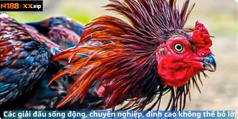 Các giải đấu sống động, chuyên nghiệp, đỉnh cao không thể bỏ lỡ