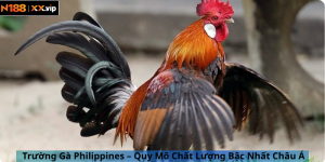 Trường Gà Philippines – Quy Mô Chất Lượng Bậc Nhất Châu Á