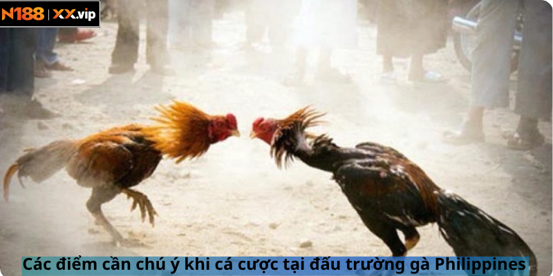 Các điểm cần chú ý khi cá cược tại đấu trường gà Philippines