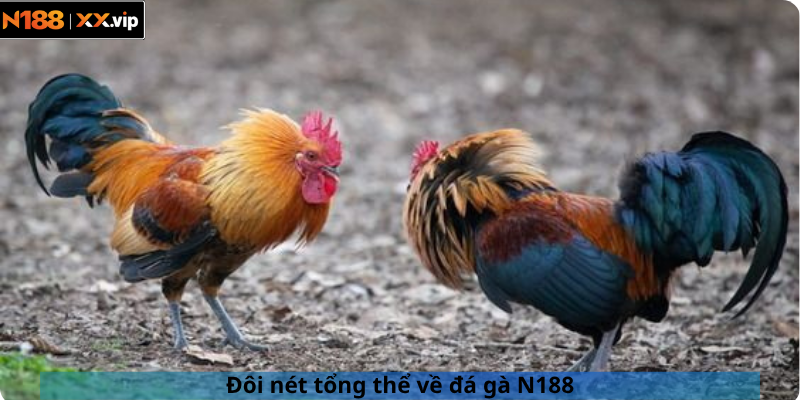 Đôi nét tổng thể về đá gà N188