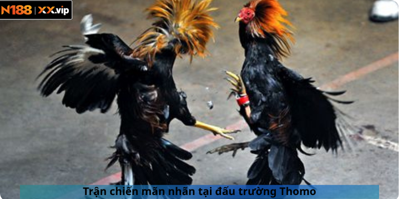 Trận chiến mãn nhãn tại đấu trường Thomo